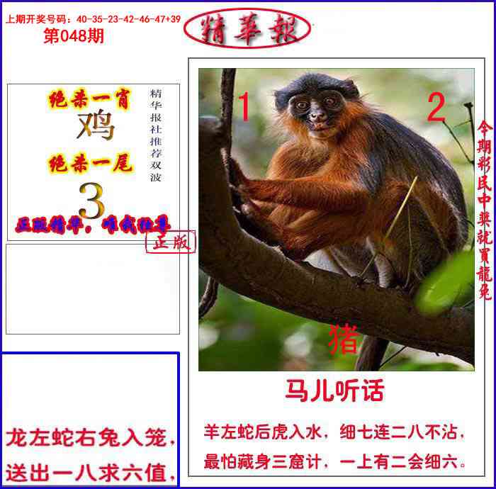 048期新精华报报[图]